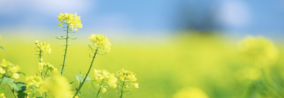 Soft-Focus-Flower-Photography-Vol-03-Pure-Sweet-Wideflowers-Wild