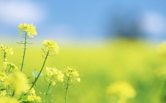 Soft-Focus-Flower-Photography-Vol-03-Pure-Sweet-Wideflowers-Wild