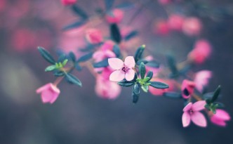 cute-pink-flower-photography-images-photos-0322194022
